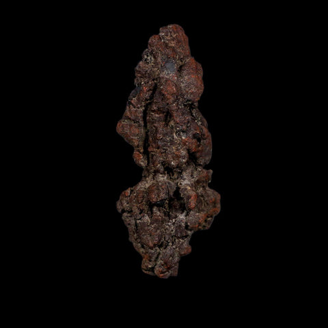 3.6" Prehistoric Coprolite Fossil Specimen Poop Dung Miocene Age Madagascar COA