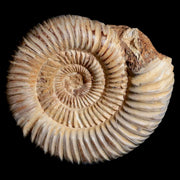 77MM Polished Perisphinctes Ammonite Fossil Nautilus Madagascar Jurassic Age COA