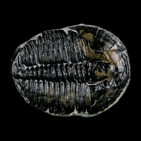 1.5" Elrathia Kingi Trilobite Fossil Utah Cambrian Age 521 Million Years Old COA