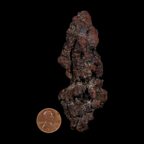 3.6" Prehistoric Coprolite Fossil Specimen Poop Dung Miocene Age Madagascar COA
