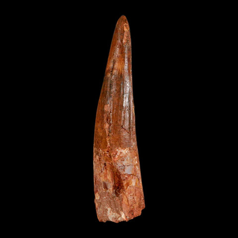 XL 3.8" Spinosaurus Fossil Tooth 100 Million Years Old Cretaceous Dinosaur COA - Fossil Age Minerals