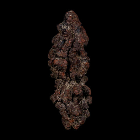 3.6" Prehistoric Coprolite Fossil Specimen Poop Dung Miocene Age Madagascar COA