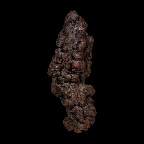 3.6" Prehistoric Coprolite Fossil Specimen Poop Dung Miocene Age Madagascar COA