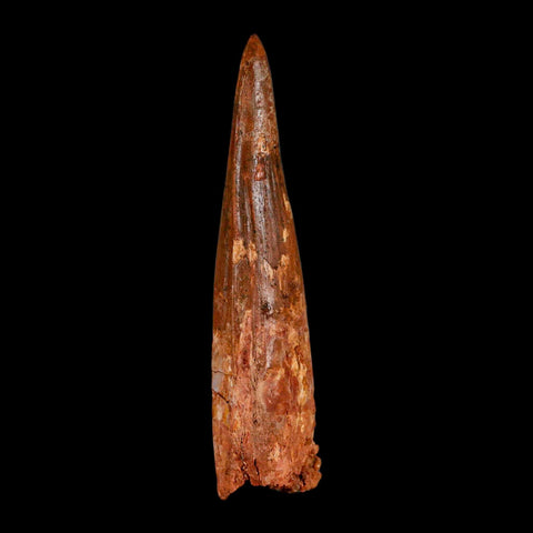 XL 3.8" Spinosaurus Fossil Tooth 100 Million Years Old Cretaceous Dinosaur COA - Fossil Age Minerals