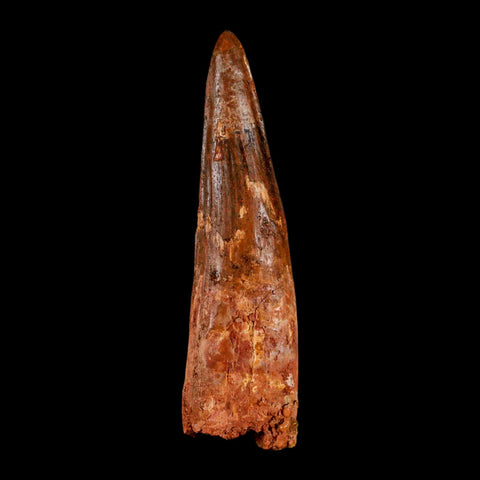 XL 3.8" Spinosaurus Fossil Tooth 100 Million Years Old Cretaceous Dinosaur COA - Fossil Age Minerals