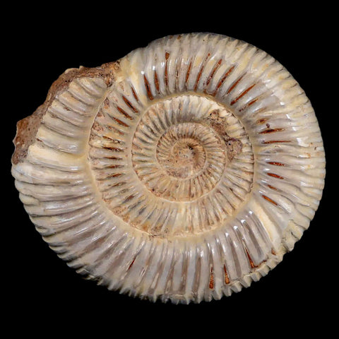 77MM Polished Perisphinctes Ammonite Fossil Nautilus Madagascar Jurassic Age COA - Fossil Age Minerals