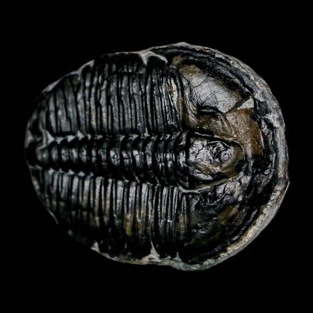 1.5" Elrathia Kingi Trilobite Fossil Utah Cambrian Age 521 Million Years Old COA