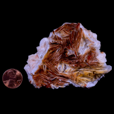 3" Sparkly Red Vanadinite Crystals Orange Barite Blades Mineral Mabladen Morocco - Fossil Age Minerals