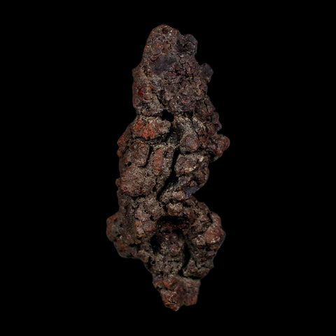 3.6" Prehistoric Coprolite Fossil Specimen Poop Dung Miocene Age Madagascar COA