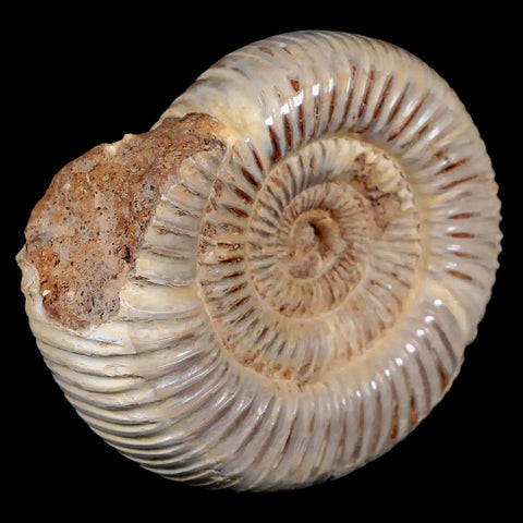 77MM Polished Perisphinctes Ammonite Fossil Nautilus Madagascar Jurassic Age COA - Fossil Age Minerals