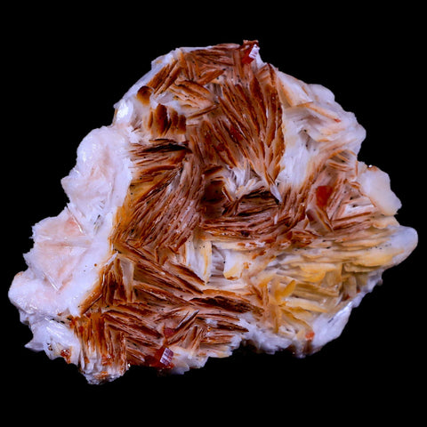 3" Sparkly Red Vanadinite Crystals Orange Barite Blades Mineral Mabladen Morocco - Fossil Age Minerals