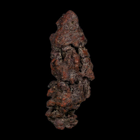 3.6" Prehistoric Coprolite Fossil Specimen Poop Dung Miocene Age Madagascar COA