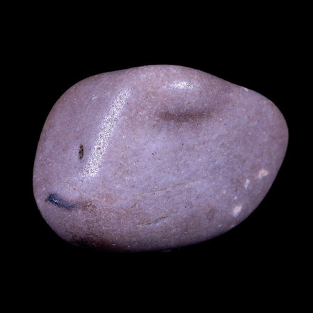 2.1" Sauropod Dinosaur Stomach Stone Gastrolith Rock Gizzard Stone COA