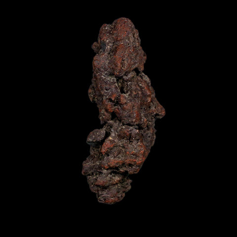 3.6" Prehistoric Coprolite Fossil Specimen Poop Dung Miocene Age Madagascar COA