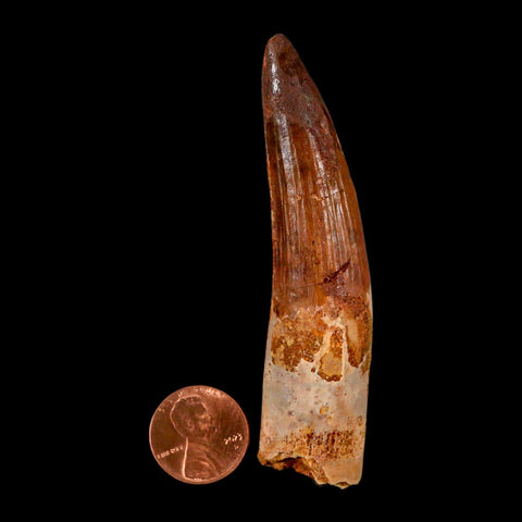 XL 3.4" Spinosaurus Fossil Tooth 100 Million Years Old Cretaceous Dinosaur COA - Fossil Age Minerals
