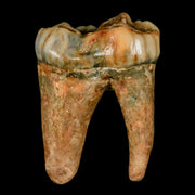 1.5" Extinct Cave Bear Ursus Spelaeus Pre-Molar Tooth Rooted Pleistocene Age COA