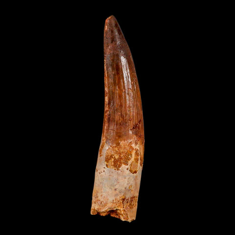 XL 3.4" Spinosaurus Fossil Tooth 100 Million Years Old Cretaceous Dinosaur COA - Fossil Age Minerals