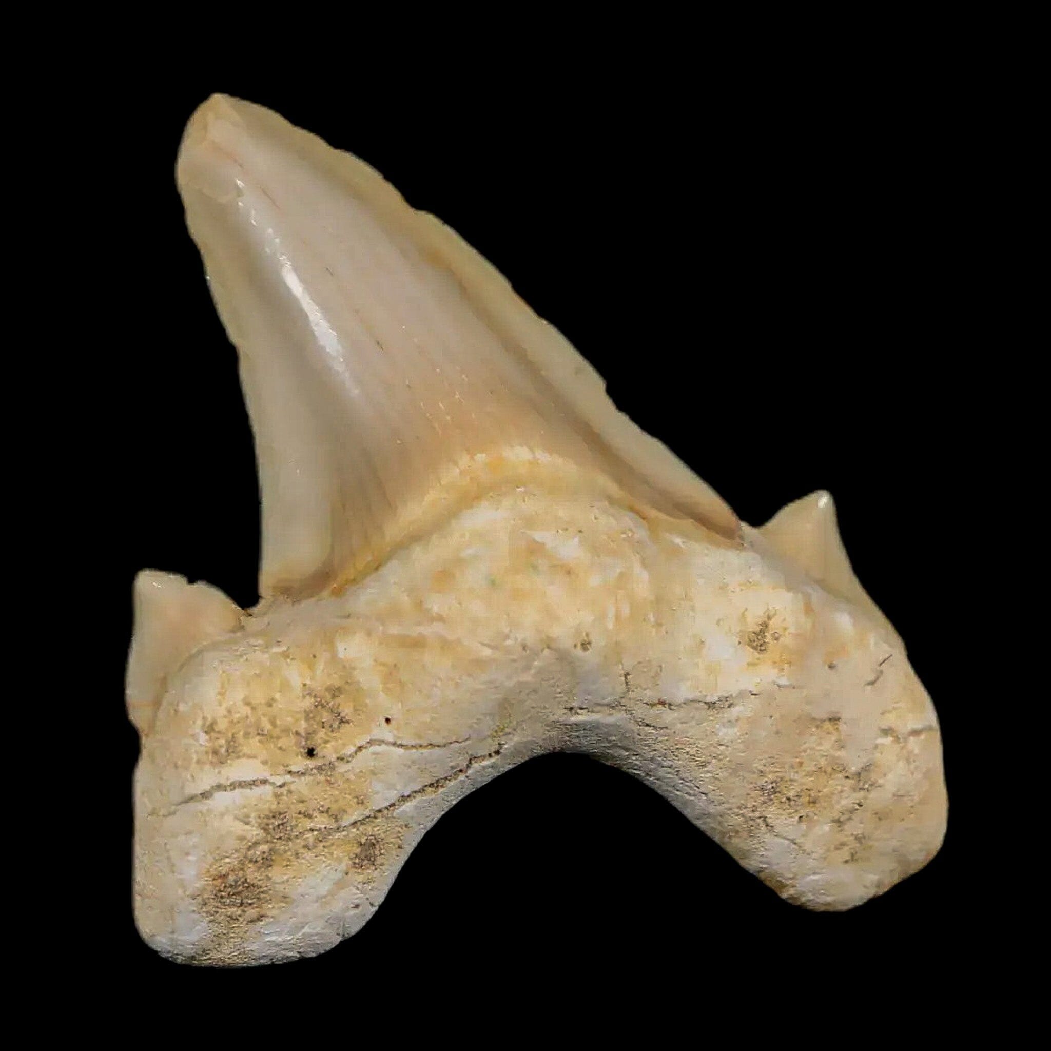 2.1" Otodus Obliquus Shark Fossil Tooth Specimen Oued Zem Morocco COA - Fossil Age Minerals