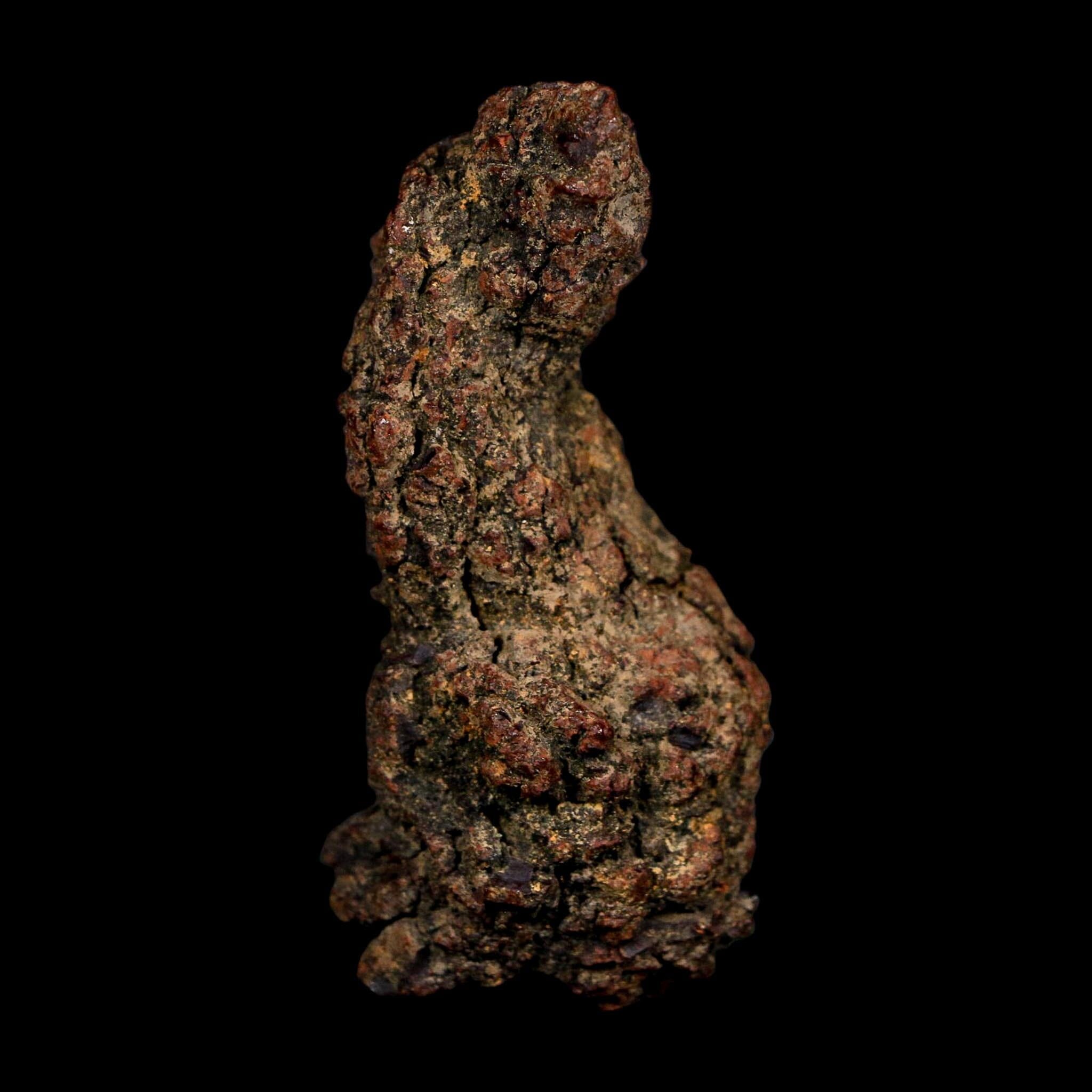 2.9" Prehistoric Coprolite Fossil Specimen Poop Dung Miocene Age Madagascar COA - Fossil Age Minerals