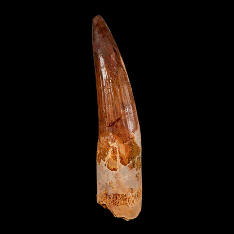 XL 3.4" Spinosaurus Fossil Tooth 100 Million Years Old Cretaceous Dinosaur COA - Fossil Age Minerals