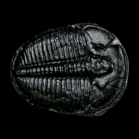 1.4" Elrathia Kingi Trilobite Fossil Utah Cambrian Age 521 Million Years Old COA