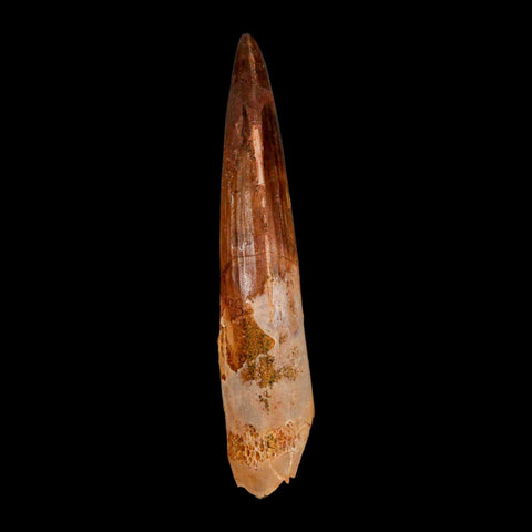 XL 3.4" Spinosaurus Fossil Tooth 100 Million Years Old Cretaceous Dinosaur COA - Fossil Age Minerals