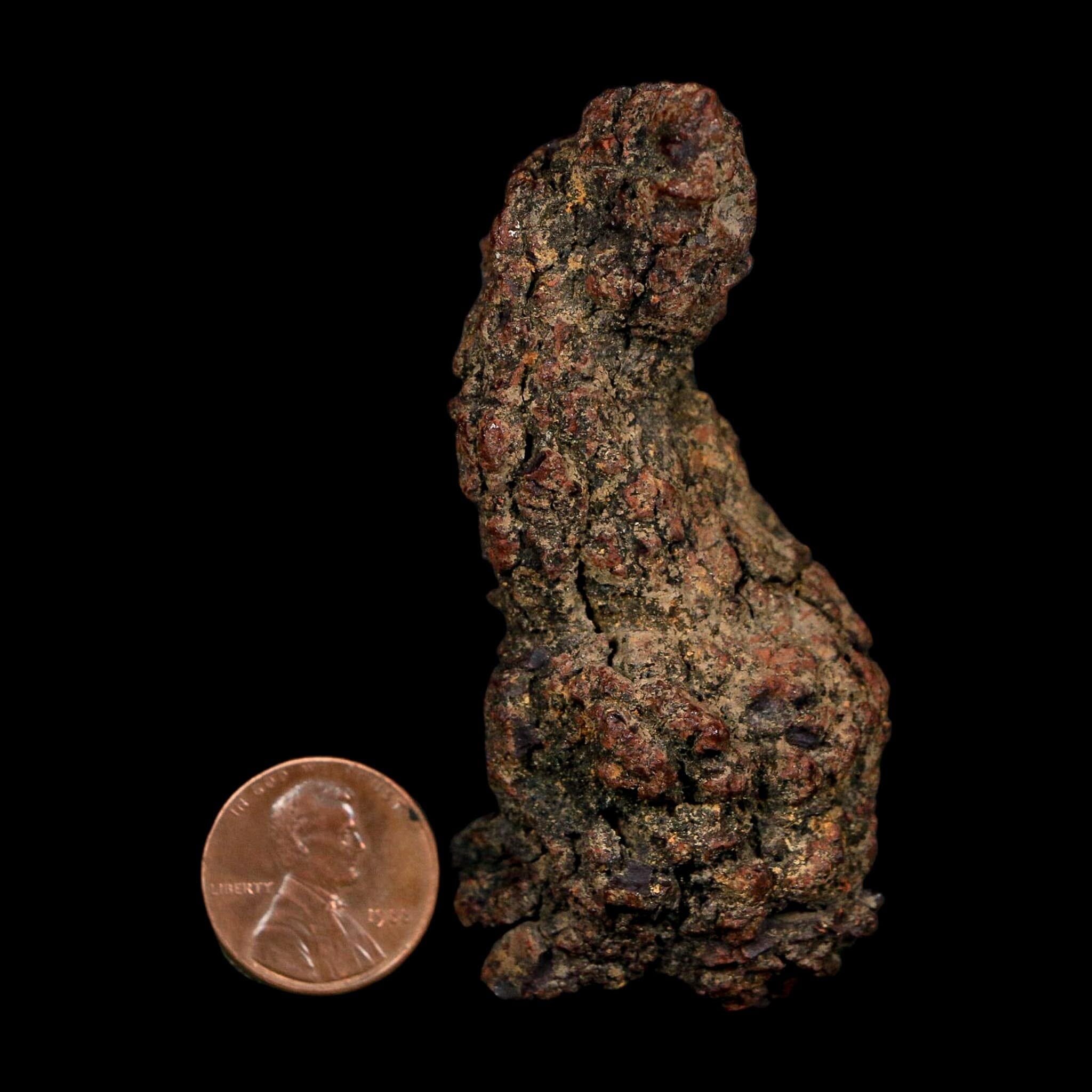 2.9" Prehistoric Coprolite Fossil Specimen Poop Dung Miocene Age Madagascar COA - Fossil Age Minerals
