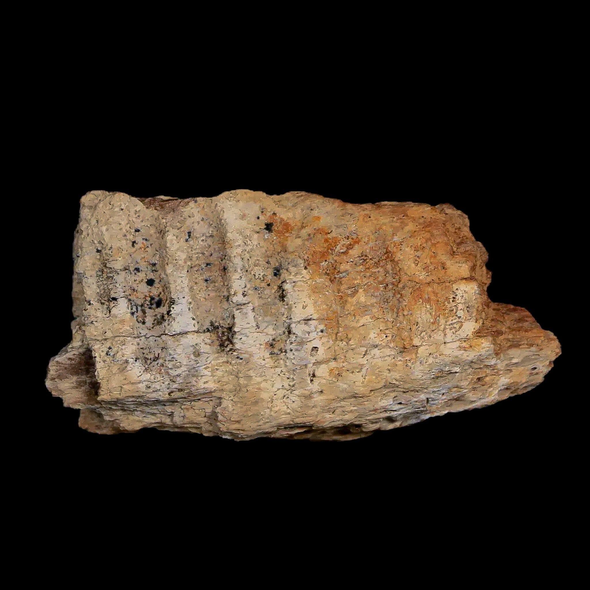 1.8" Edmontosaurus Fossil Jaw Maxilla Bone Lance Creek Cretaceous Dinosaur WY COA - Fossil Age Minerals