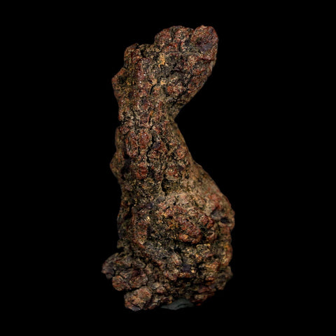 2.9" Prehistoric Coprolite Fossil Specimen Poop Dung Miocene Age Madagascar COA