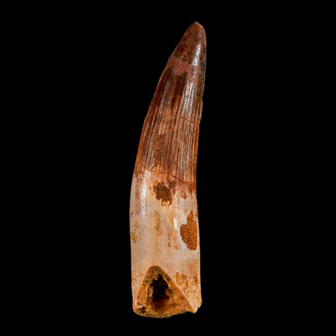 XL 3.4" Spinosaurus Fossil Tooth 100 Million Years Old Cretaceous Dinosaur COA - Fossil Age Minerals