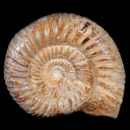 70MM Polished Perisphinctes Ammonite Fossil Nautilus Madagascar Jurassic Age COA