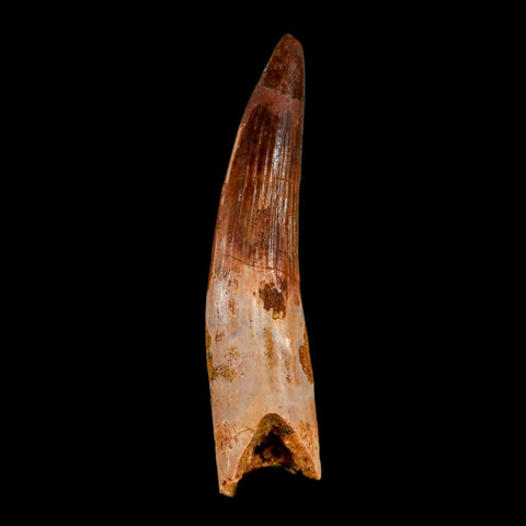 XL 3.4" Spinosaurus Fossil Tooth 100 Million Years Old Cretaceous Dinosaur COA - Fossil Age Minerals