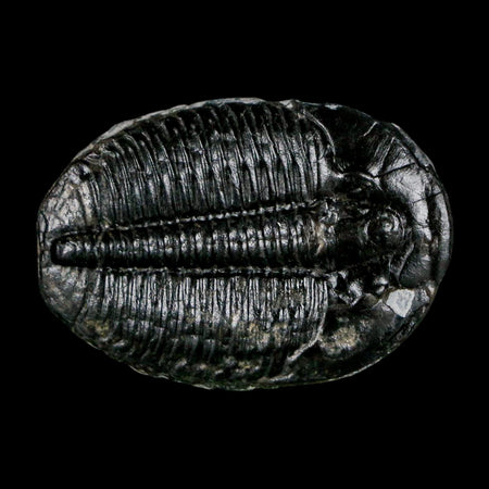 1.4" Elrathia Kingi Trilobite Fossil Utah Cambrian Age 521 Million Years Old COA