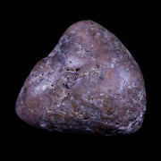 2" Sauropod Dinosaur Stomach Stone Gastrolith Rock Gizzard Stone COA