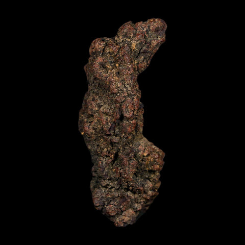 2.9" Prehistoric Coprolite Fossil Specimen Poop Dung Miocene Age Madagascar COA