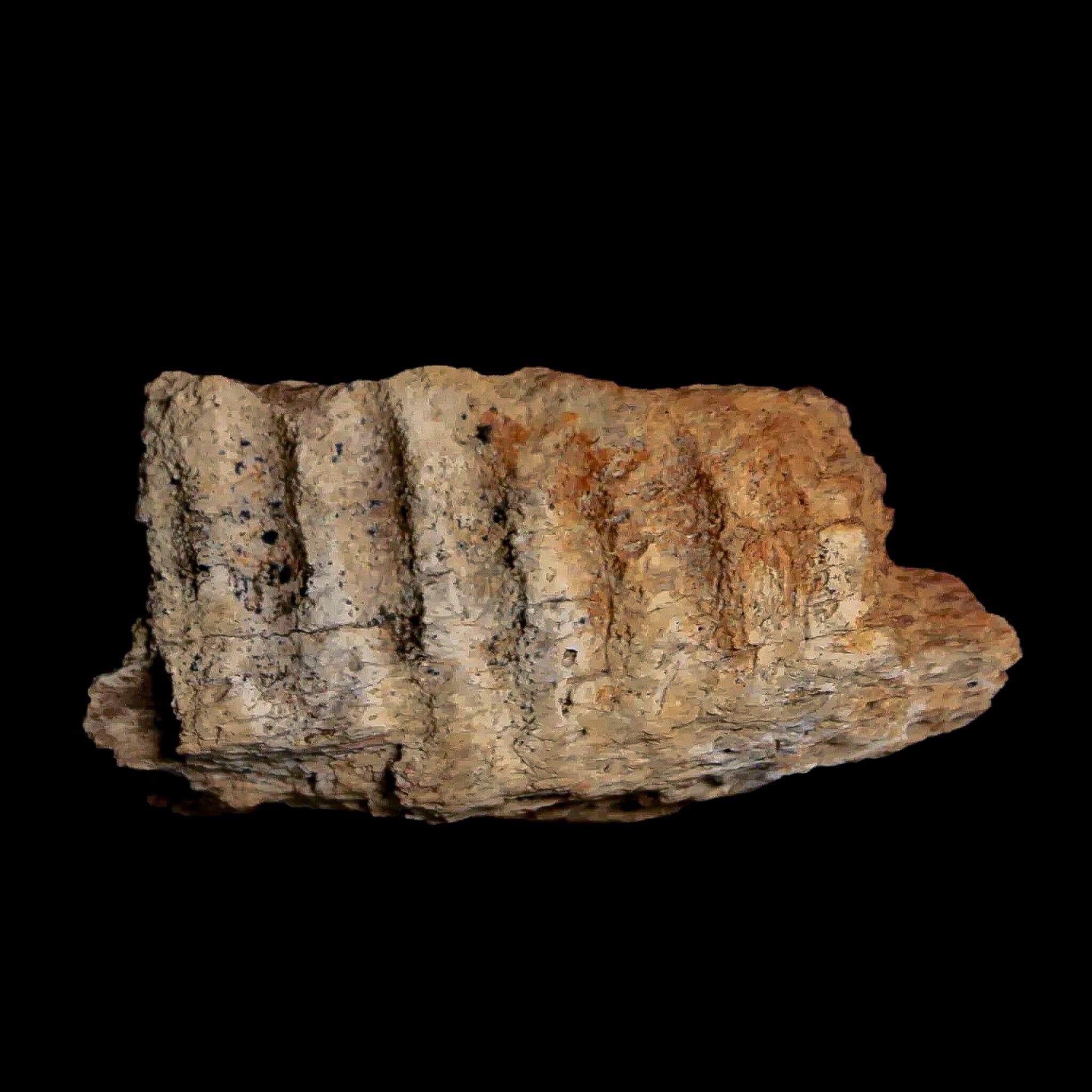 1.8" Edmontosaurus Fossil Jaw Maxilla Bone Lance Creek Cretaceous Dinosaur WY COA - Fossil Age Minerals