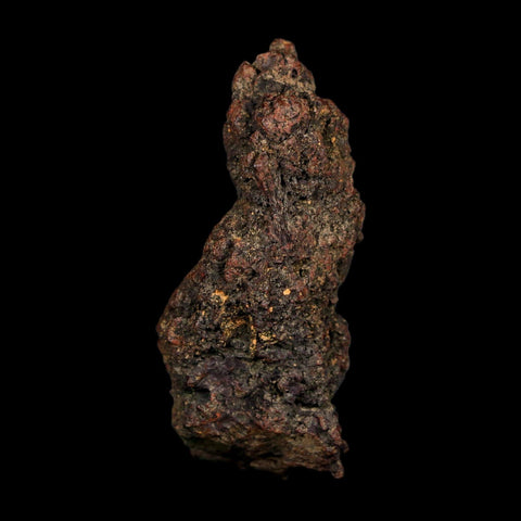 2.9" Prehistoric Coprolite Fossil Specimen Poop Dung Miocene Age Madagascar COA