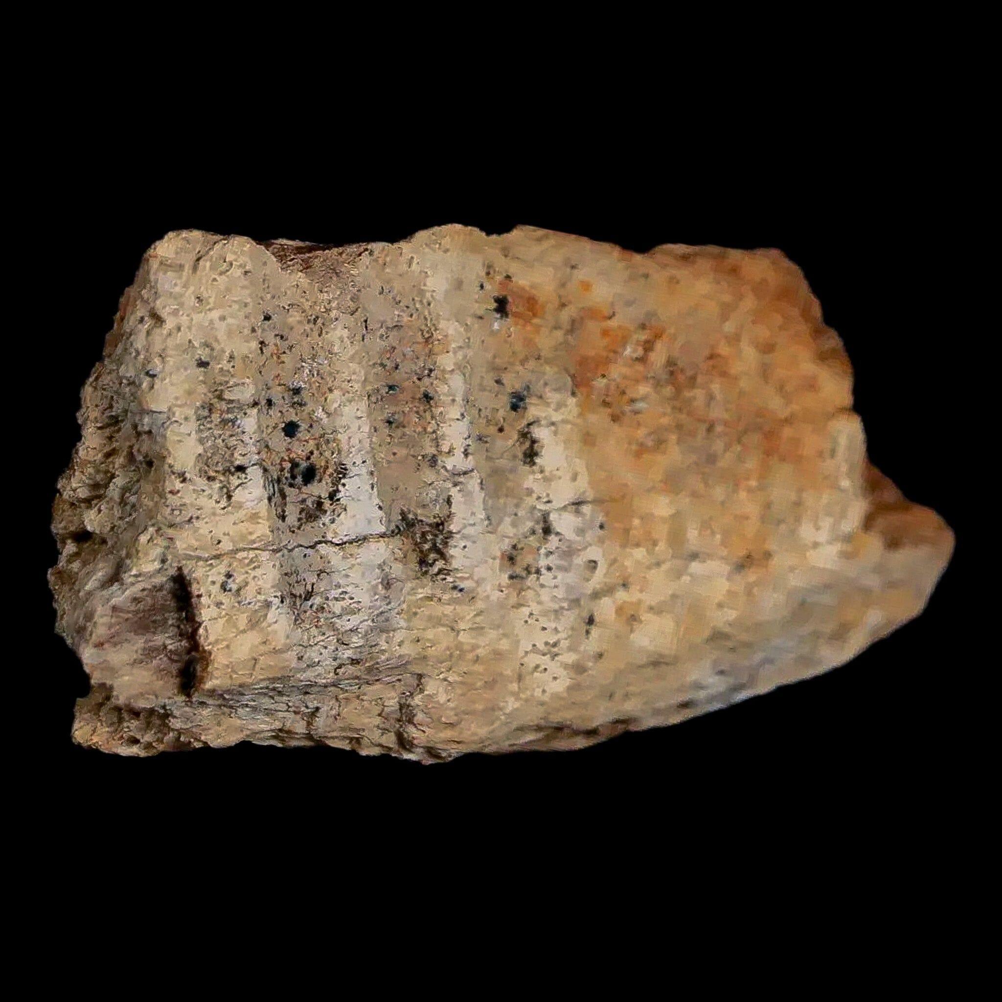 1.8" Edmontosaurus Fossil Jaw Maxilla Bone Lance Creek Cretaceous Dinosaur WY COA - Fossil Age Minerals