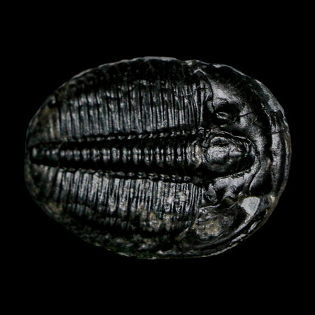 1.4" Elrathia Kingi Trilobite Fossil Utah Cambrian Age 521 Million Years Old COA