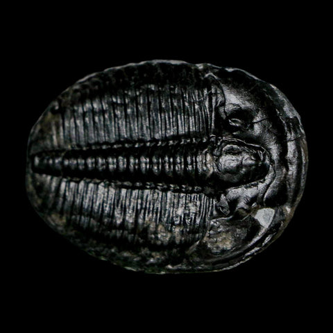1.4" Elrathia Kingi Trilobite Fossil Utah Cambrian Age 521 Million Years Old COA