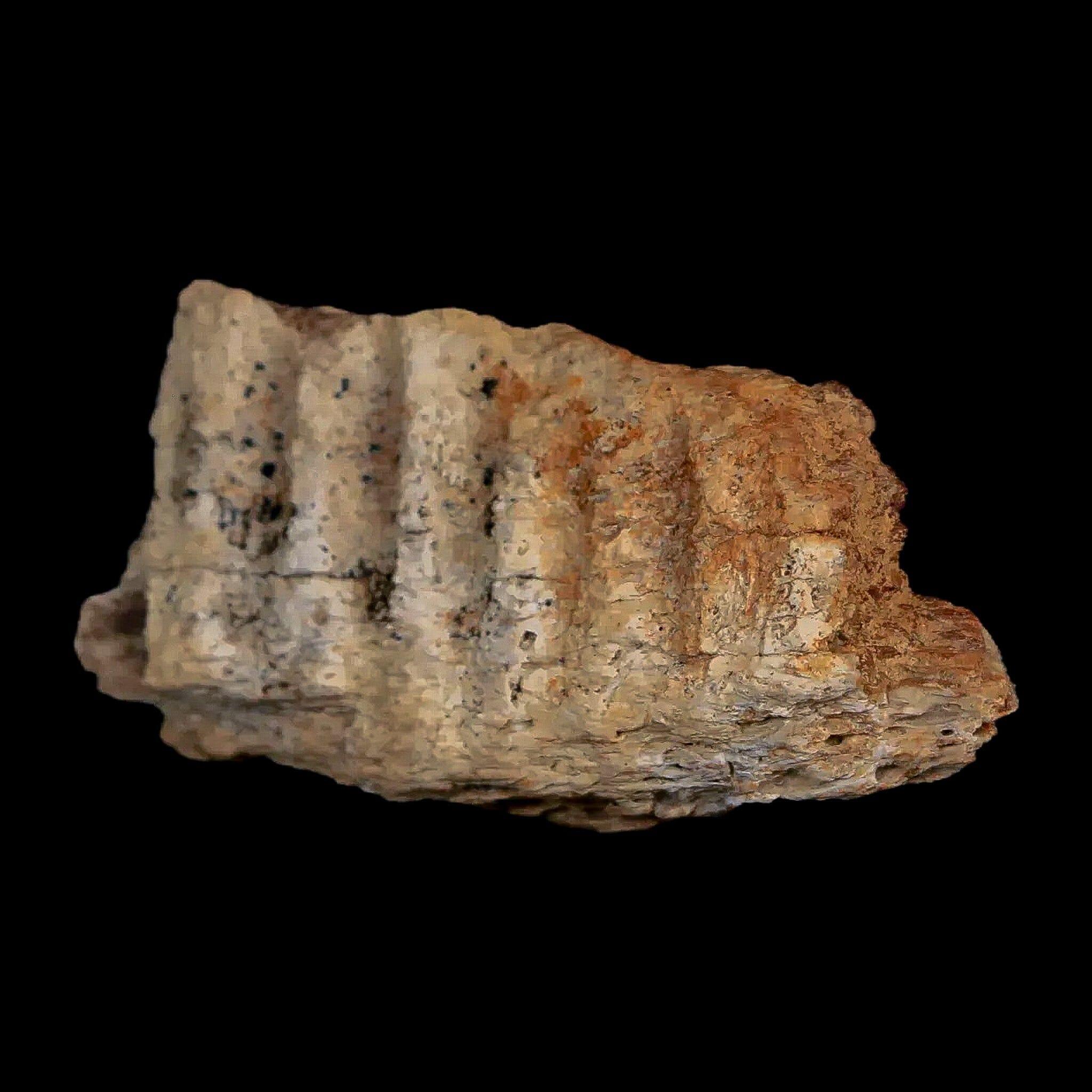 1.8" Edmontosaurus Fossil Jaw Maxilla Bone Lance Creek Cretaceous Dinosaur WY COA - Fossil Age Minerals