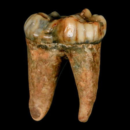 1.5" Extinct Cave Bear Ursus Spelaeus Pre-Molar Tooth Rooted Pleistocene Age COA