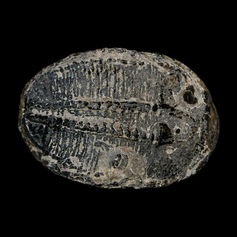 1.4" Elrathia Kingi Trilobite Fossil Utah Cambrian Age 521 Million Years Old COA