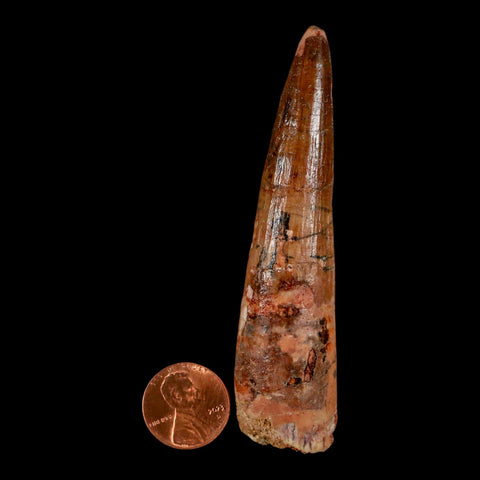 XL 3.5" Spinosaurus Fossil Tooth 100 Million Years Old Cretaceous Dinosaur COA - Fossil Age Minerals