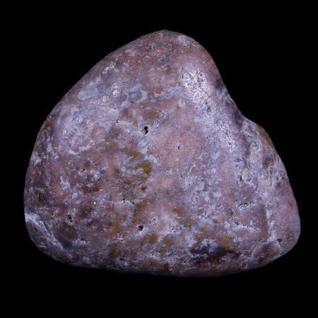 2" Sauropod Dinosaur Stomach Stone Gastrolith Rock Gizzard Stone COA
