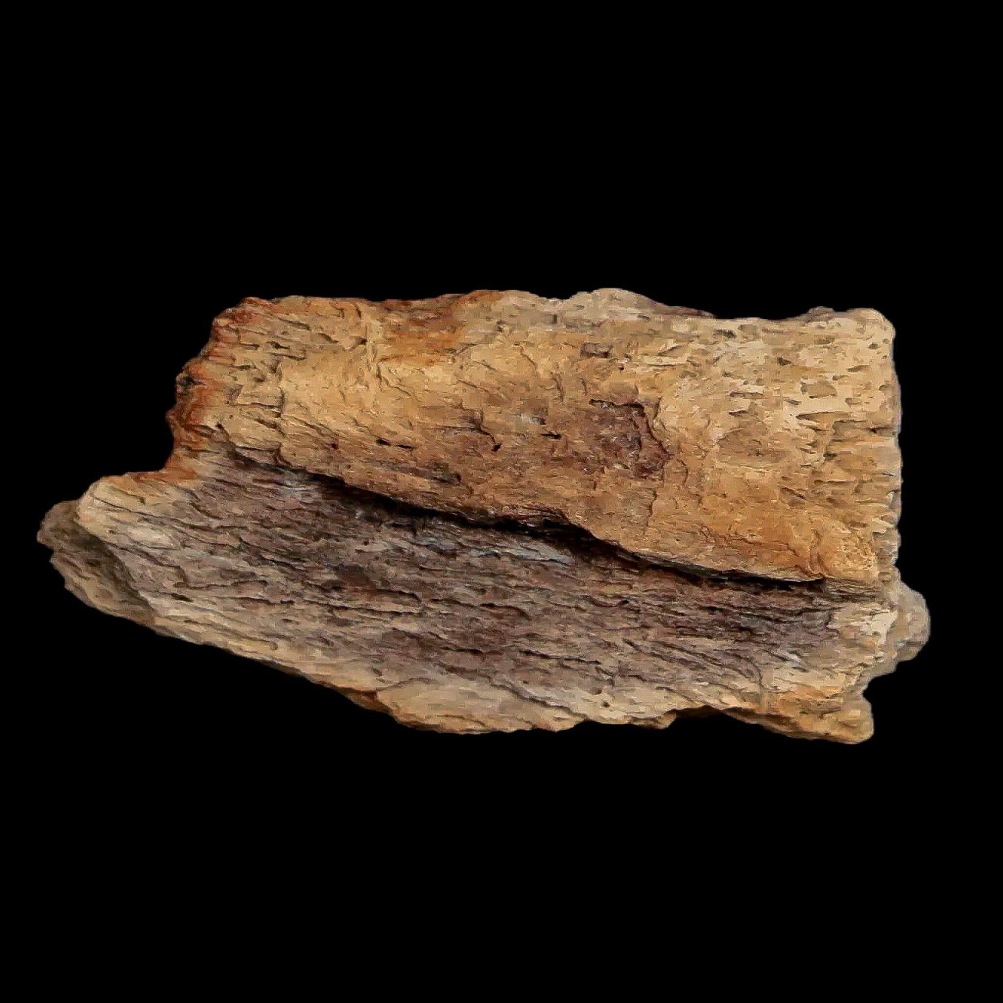 1.8" Edmontosaurus Fossil Jaw Maxilla Bone Lance Creek Cretaceous Dinosaur WY COA - Fossil Age Minerals