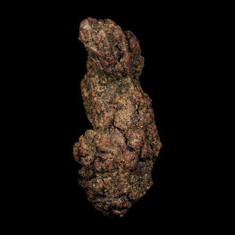 2.9" Prehistoric Coprolite Fossil Specimen Poop Dung Miocene Age Madagascar COA