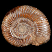 81MM Polished Perisphinctes Ammonite Fossil Nautilus Madagascar Jurassic Age COA