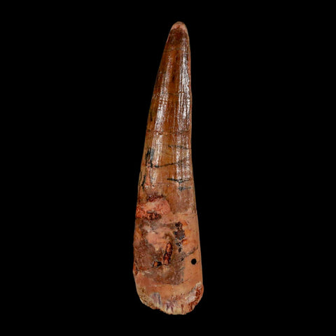 XL 3.5" Spinosaurus Fossil Tooth 100 Million Years Old Cretaceous Dinosaur COA - Fossil Age Minerals