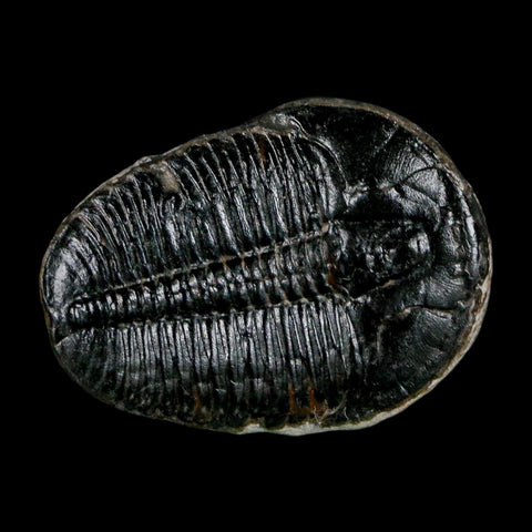 1.5" Elrathia Kingi Trilobite Fossil Utah Cambrian Age 521 Million Years Old COA